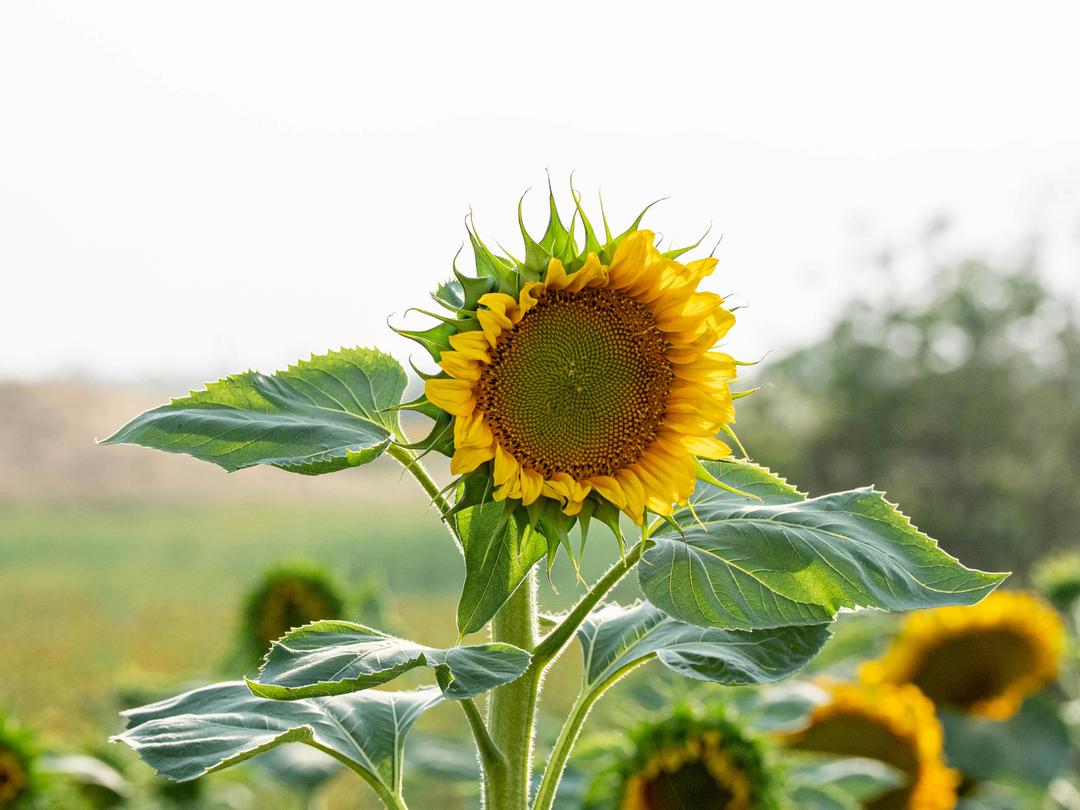 Sunflower close-up