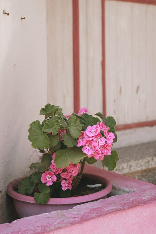 Geranium close-up