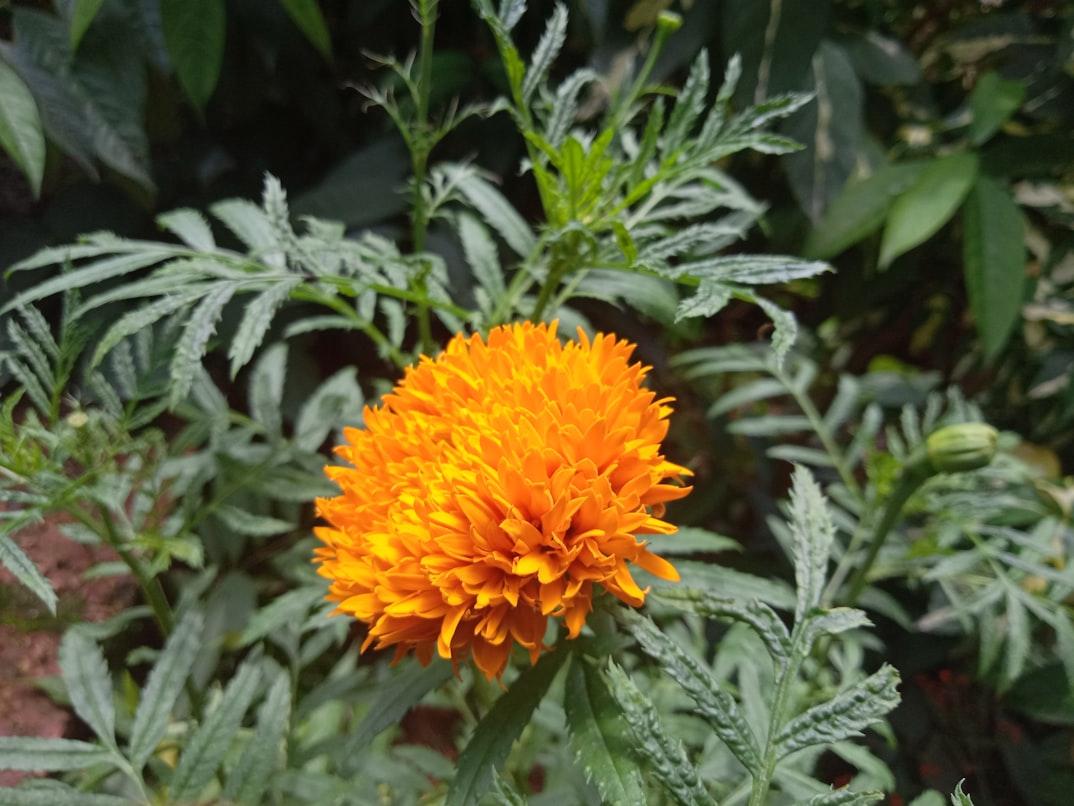 Marigold close-up
