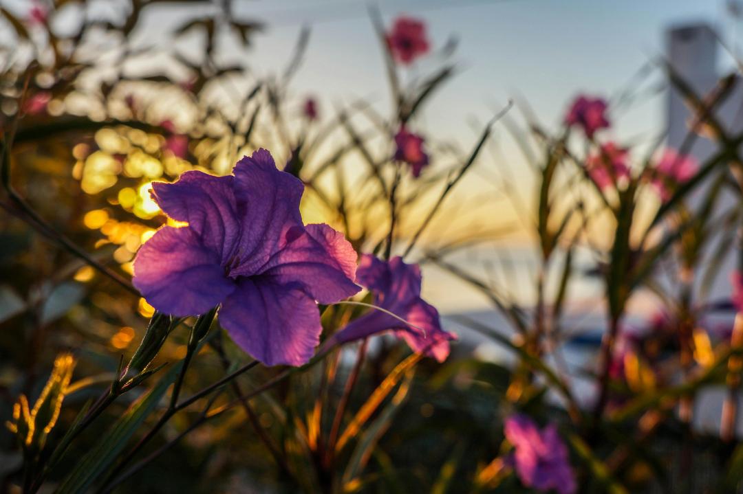 Petunia close-up