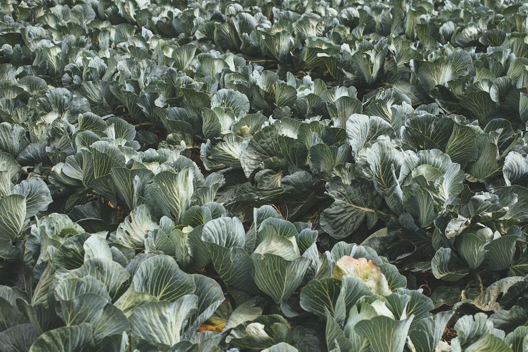 Cabbage close-up