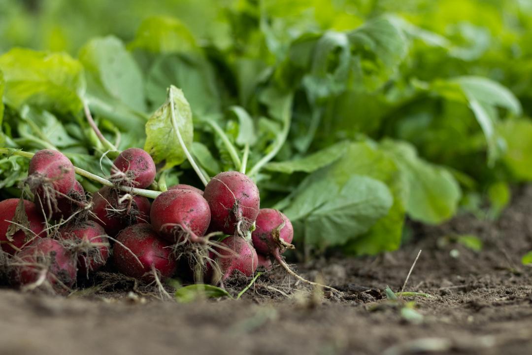 radish close-up