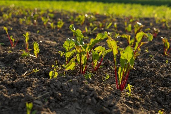 beetroot close-up