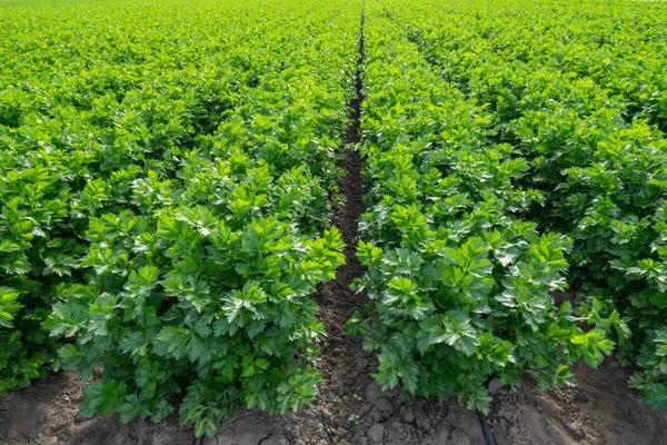 celery close-up