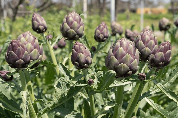 artichoke close-up