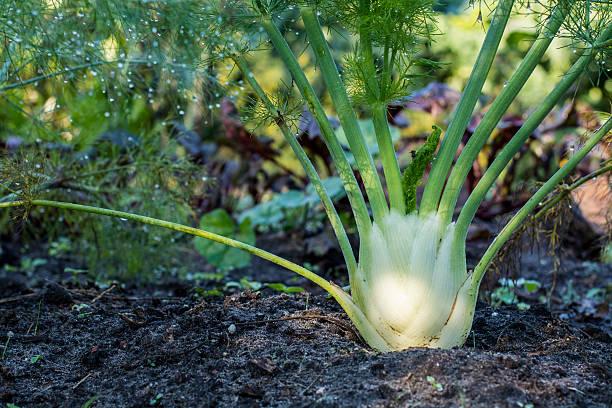 fennel close-up