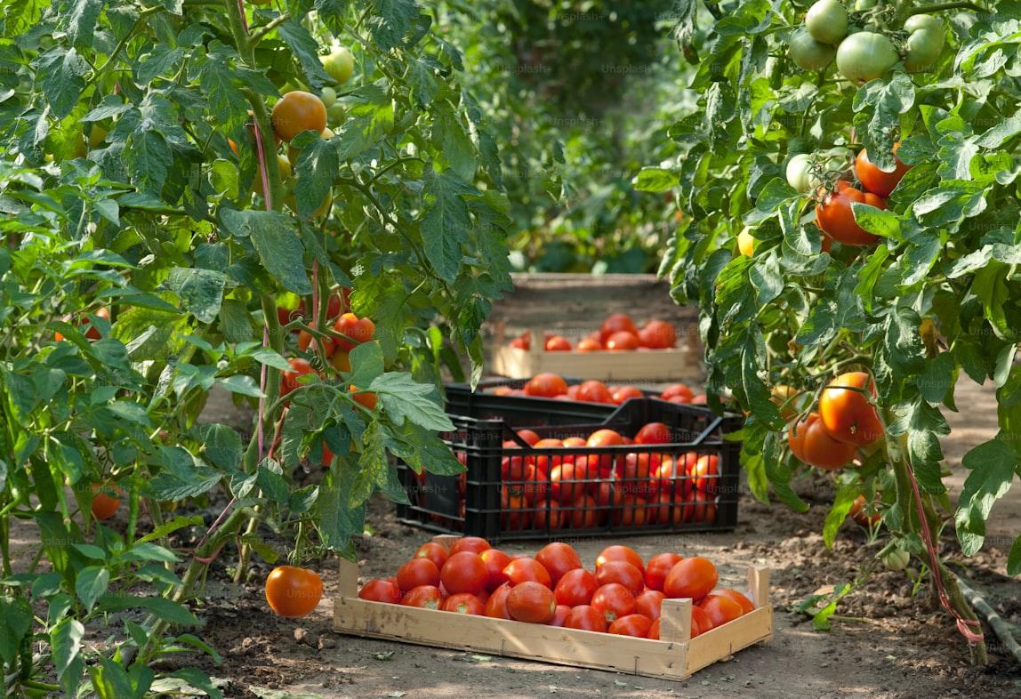 Tomato - Solanum lycopersicum