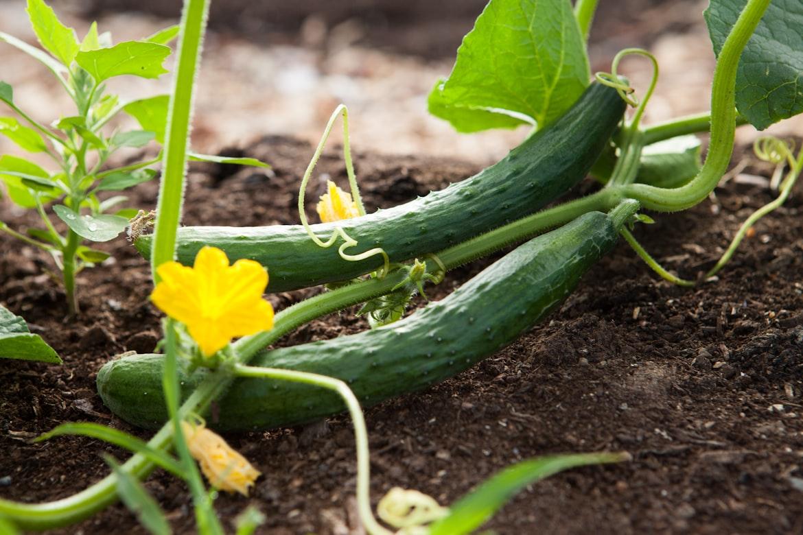 Cucumber - Cucumis sativus