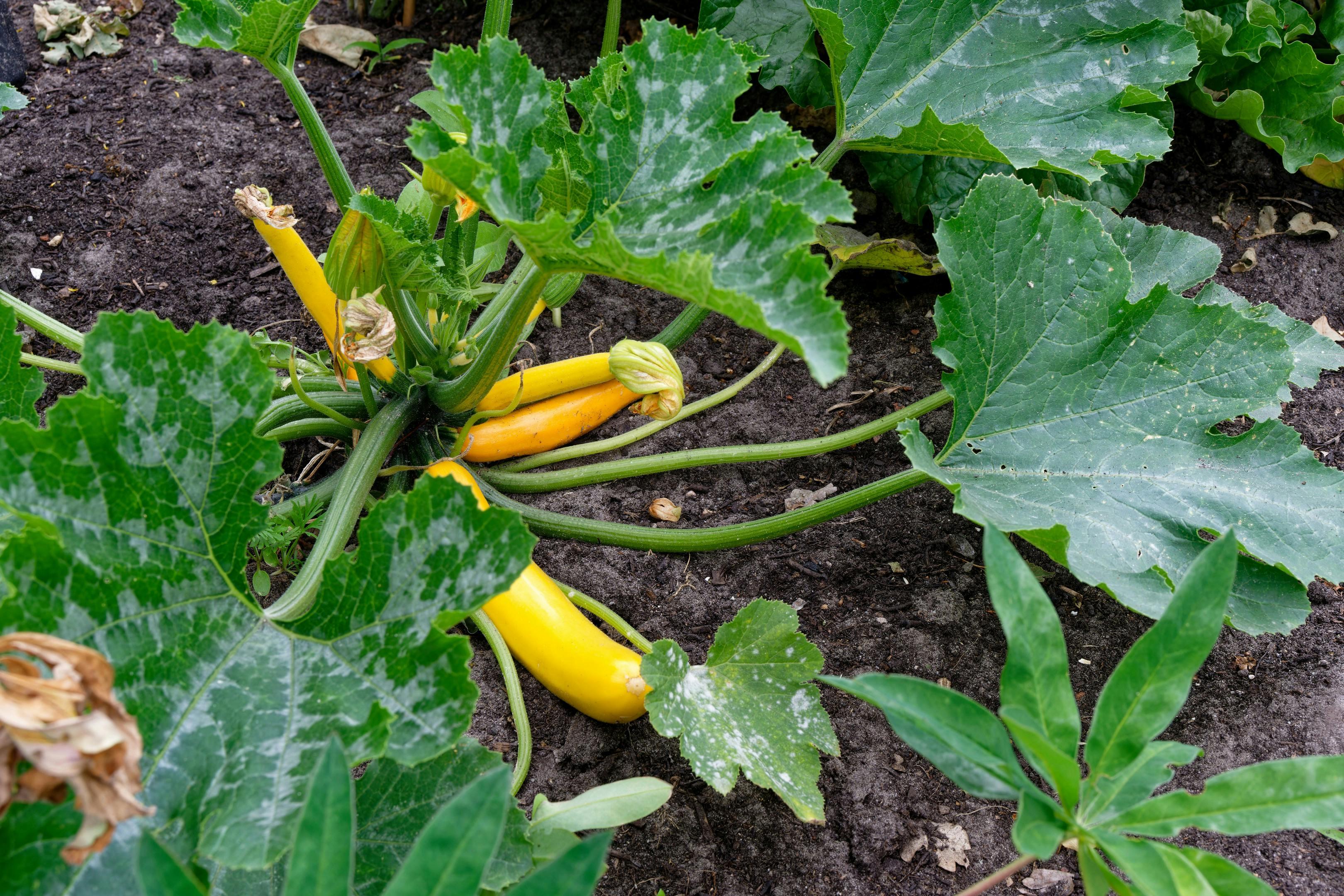 ZUCCHINI - Cucurbita pepo var. cylindrica