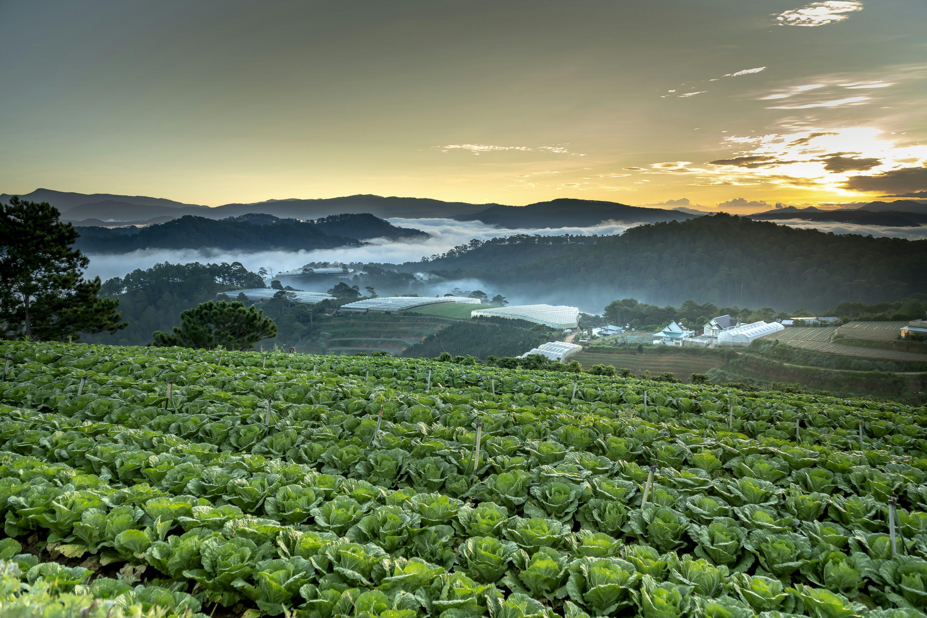 Lettuce - Lactuca sativa
