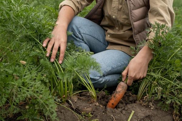 carrot - Daucus carota subsp. sativus
