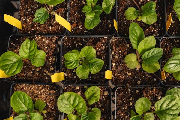 Spinach - Spinacia oleracea