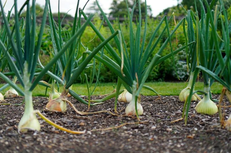 Onion - Allium cepa