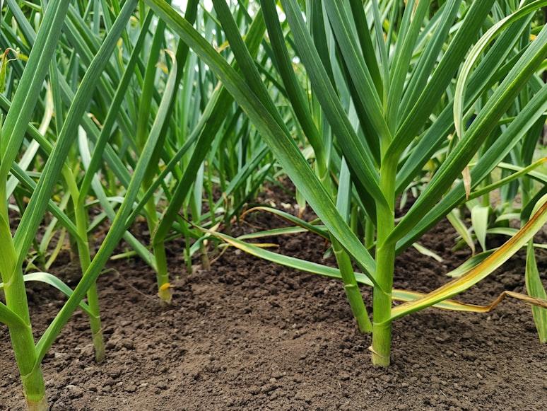 Garlic - Allium sativum