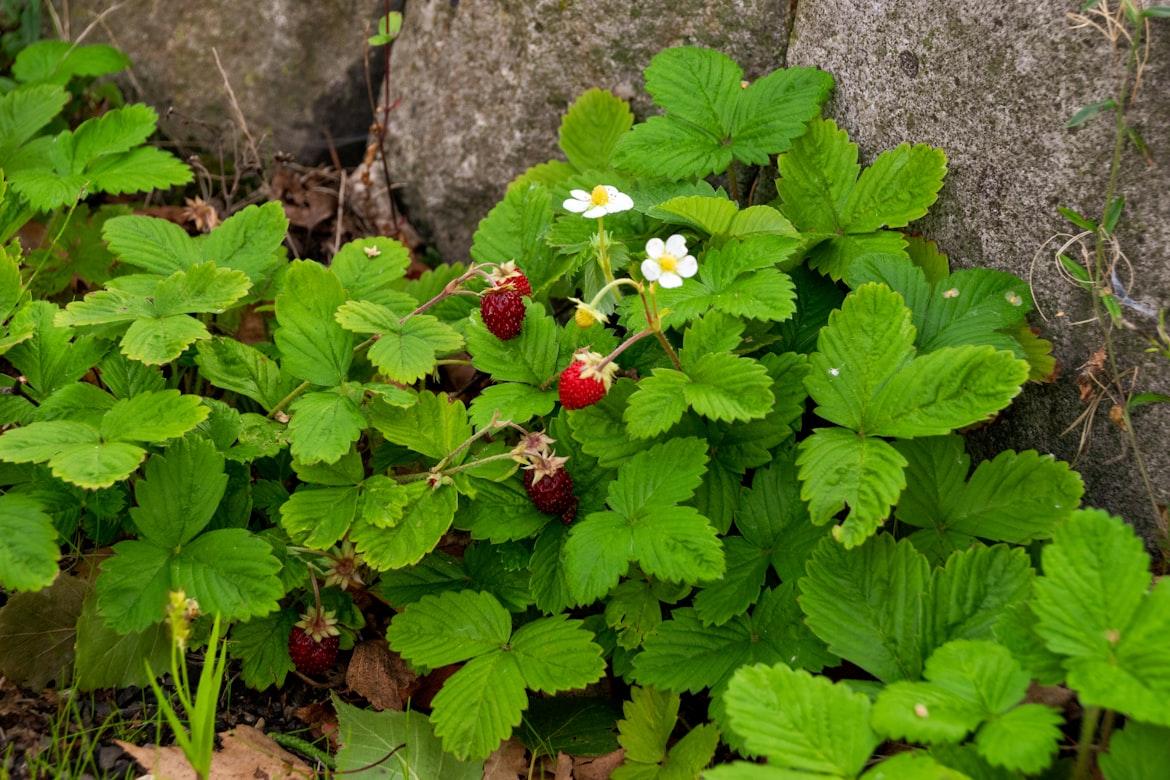Strawberry - Fragaria × ananassa