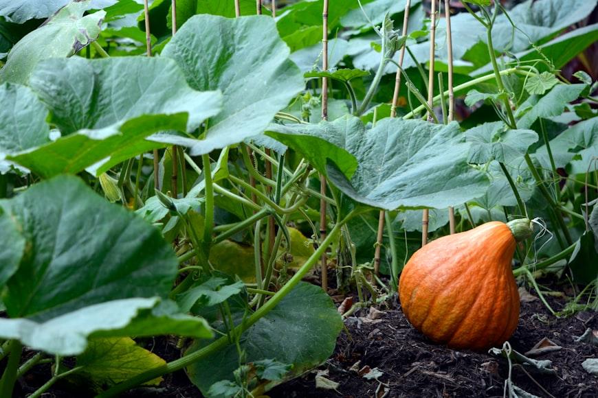 pumpkin - Cucurbita pepo