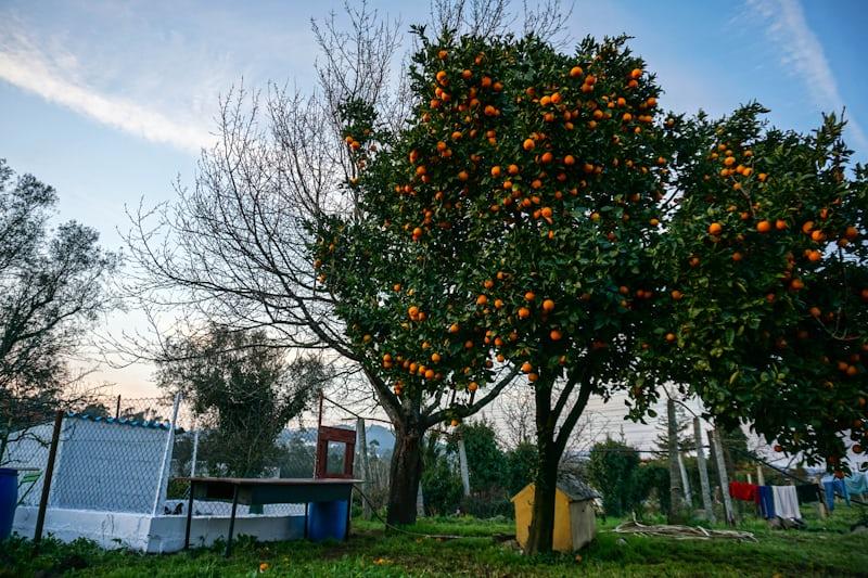 Orange - Citrus sinensis