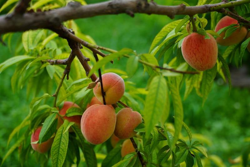 Peach - Prunus persica