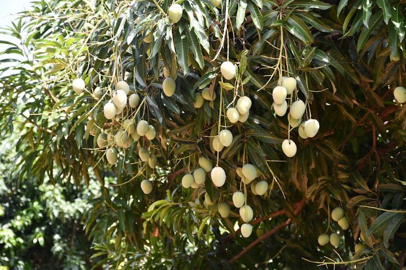 Mango - Mangifera indica