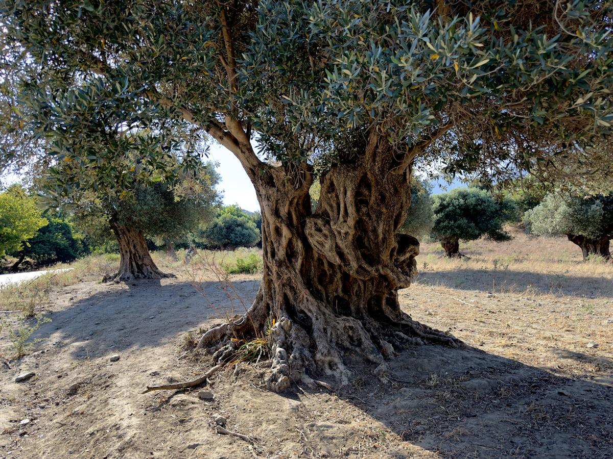 Olive - Olea europaea