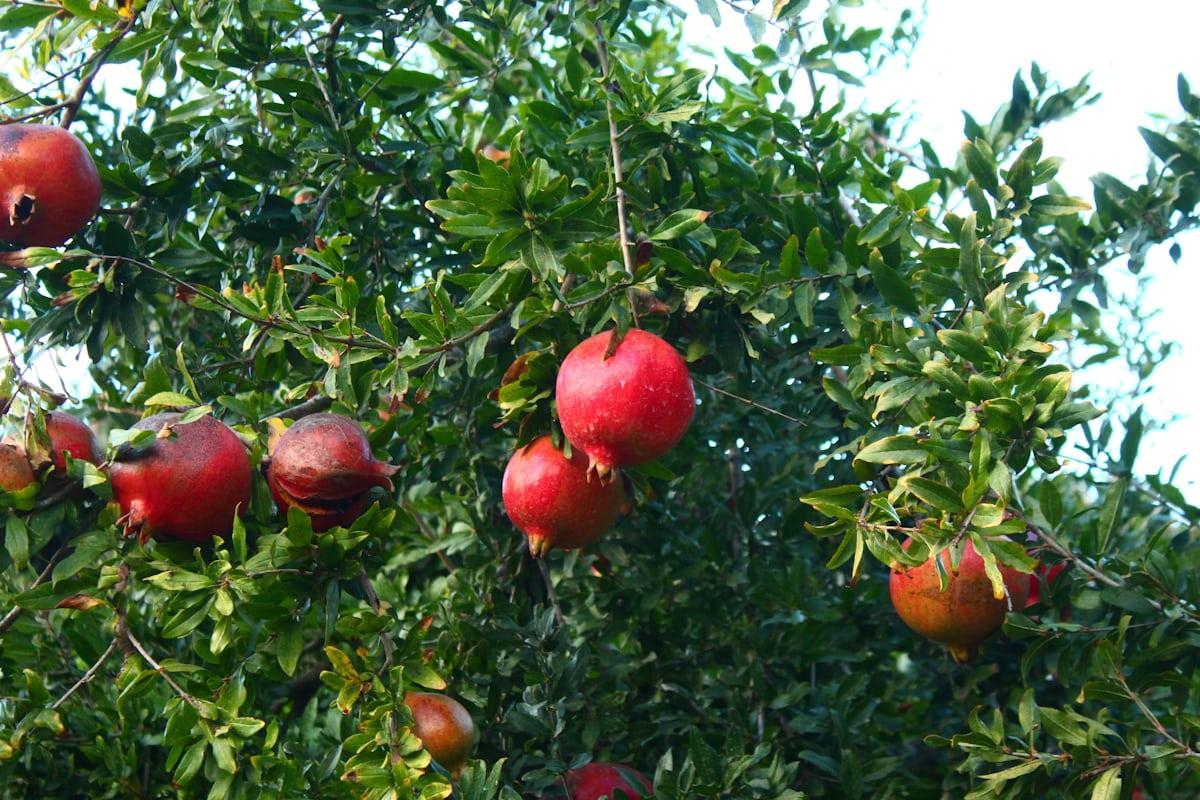 Pomegranate - Punica granatum