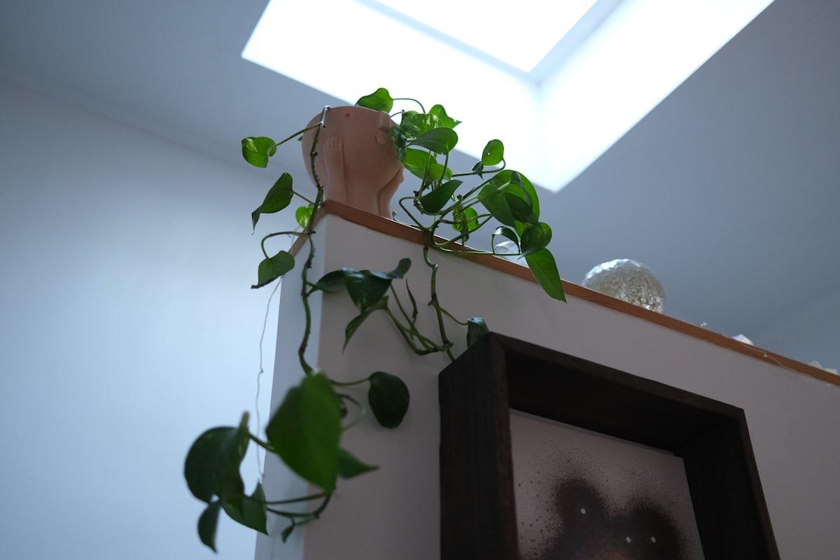 Pothos - Epipremnum aureum