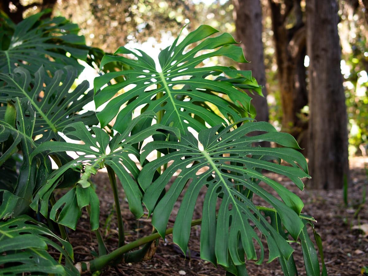 Monstera - Monstera deliciosa