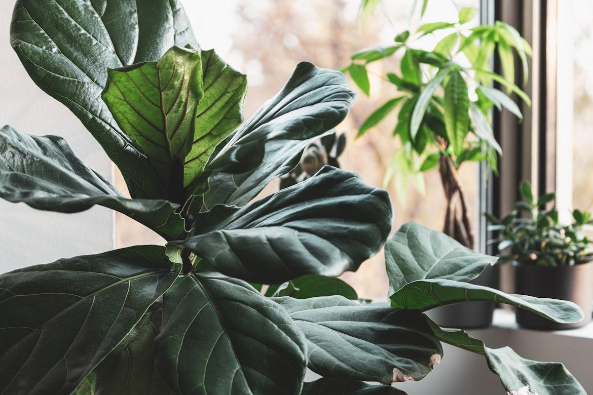 Fiddle Leaf Fig - Ficus lyrata