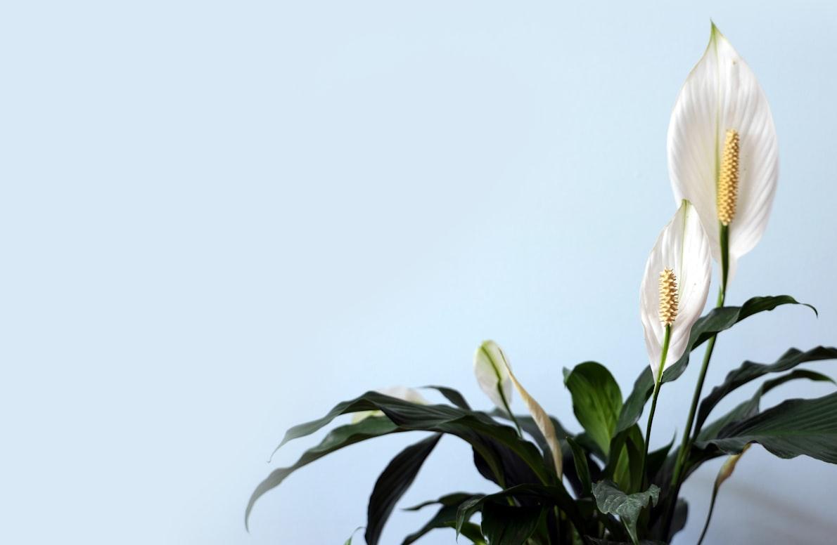 Peace Lily - Spathiphyllum wallisii