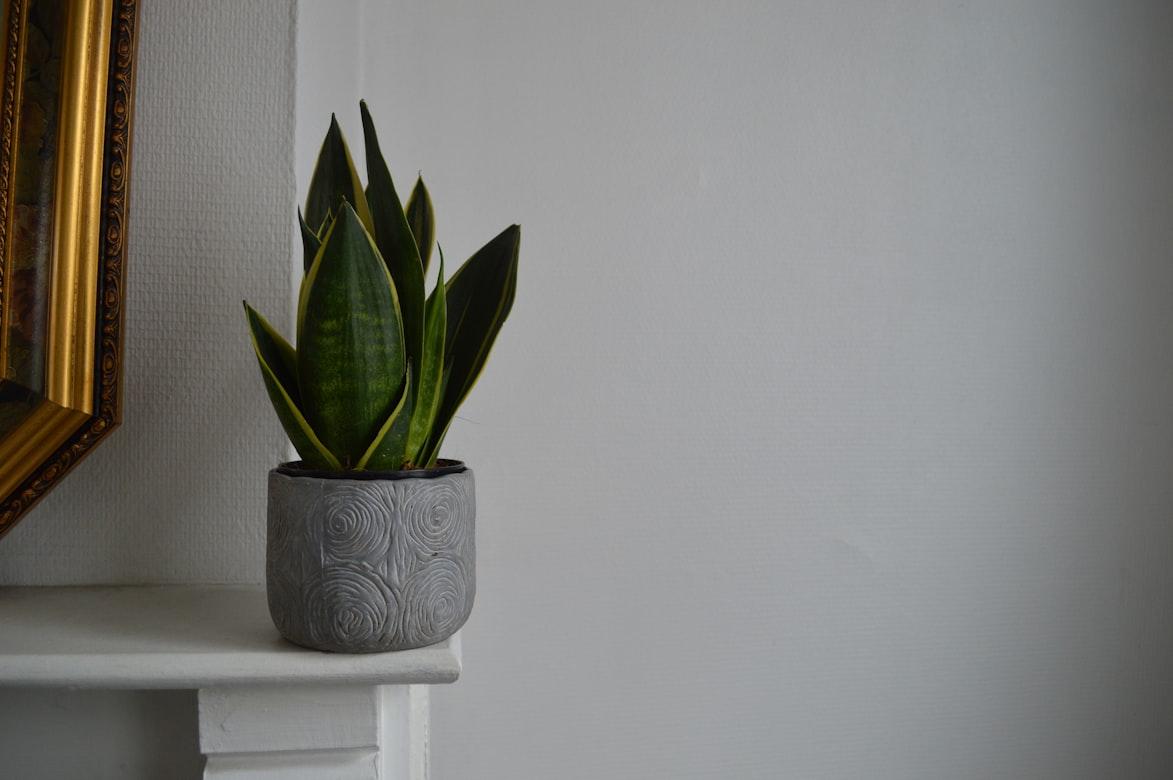 Snake Plant - Dracaena trifasciata