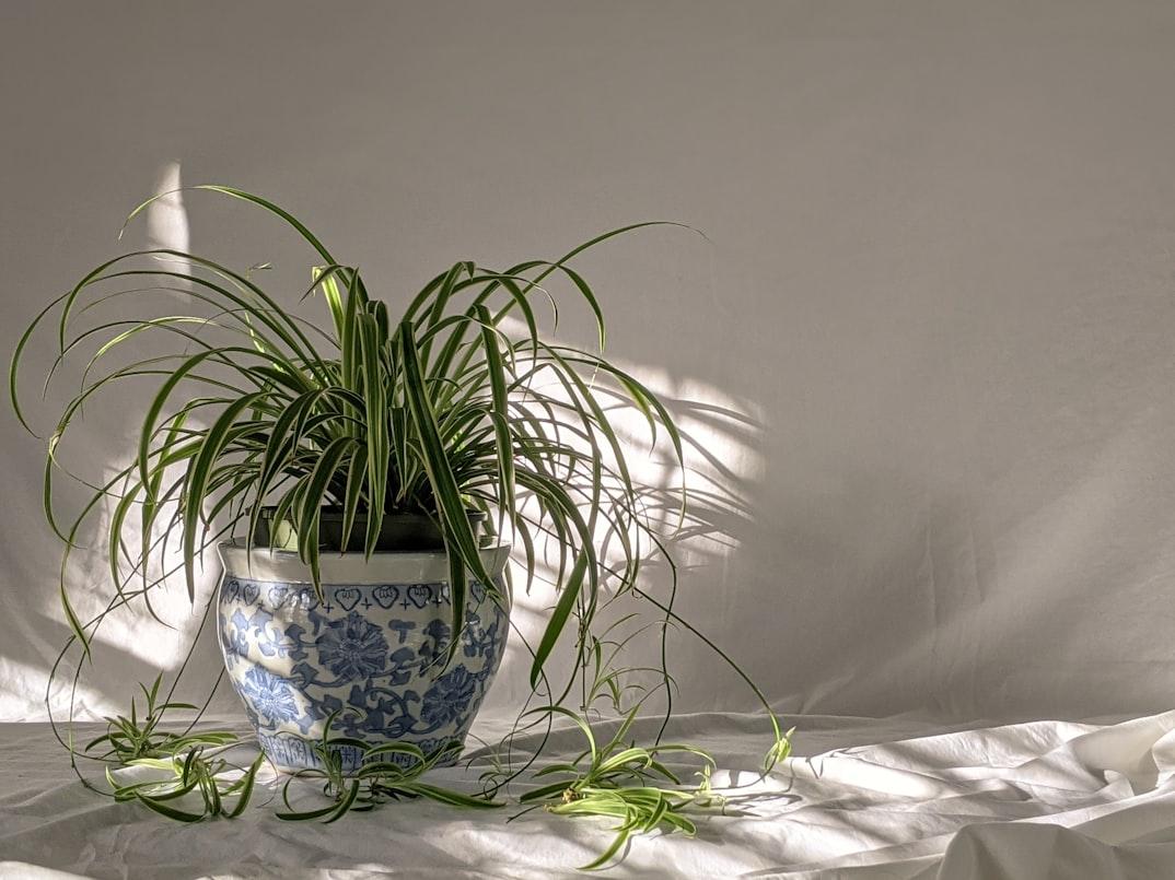 spider plant - Chlorophytum comosum
