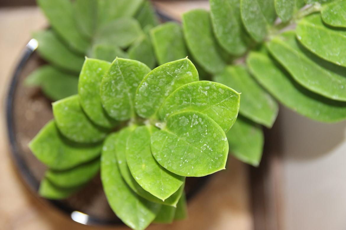zz plant - Zamioculcas zamiifolia