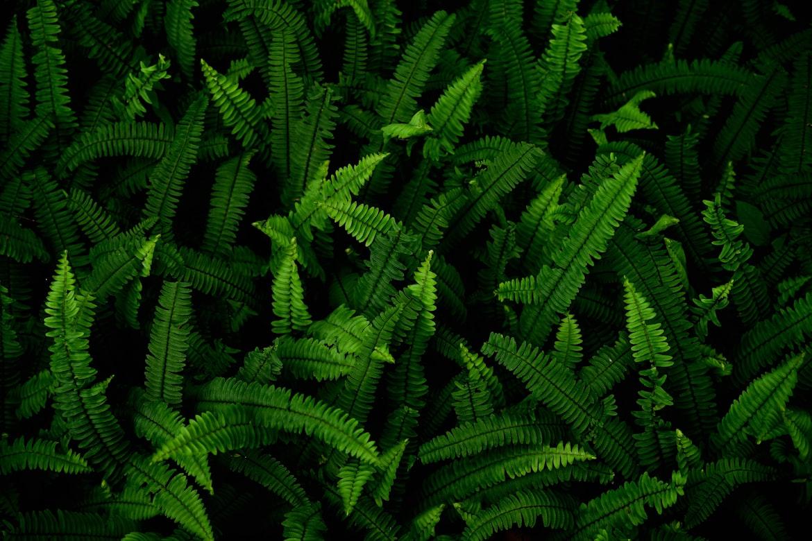 Fern - Various genera (Pteridophyta division)