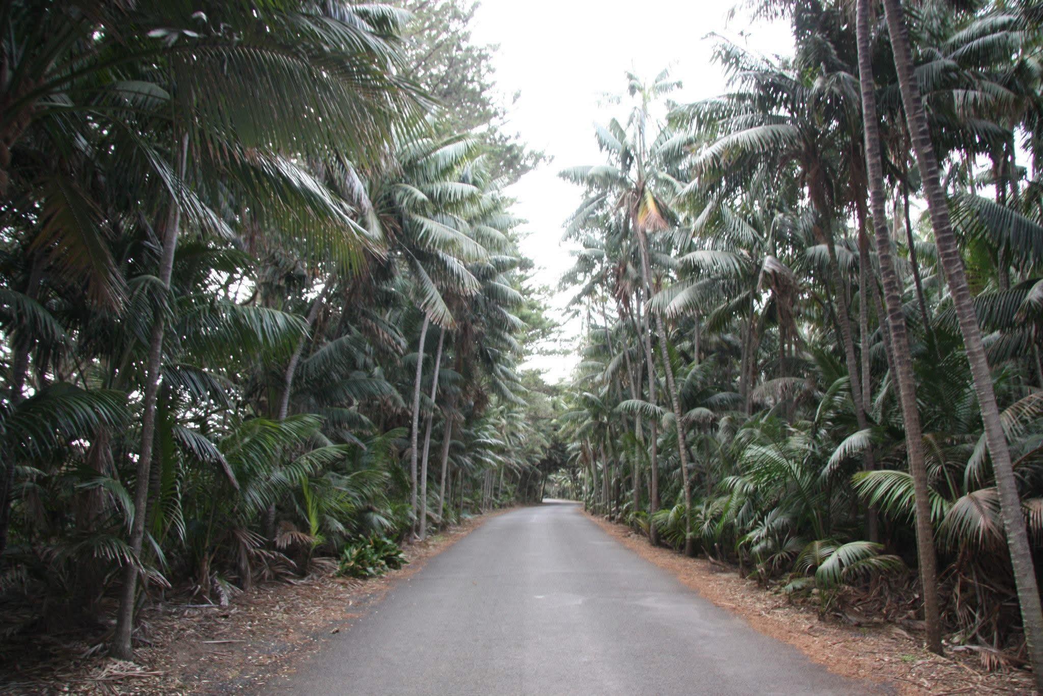 kentia palm - Howea forsteriana