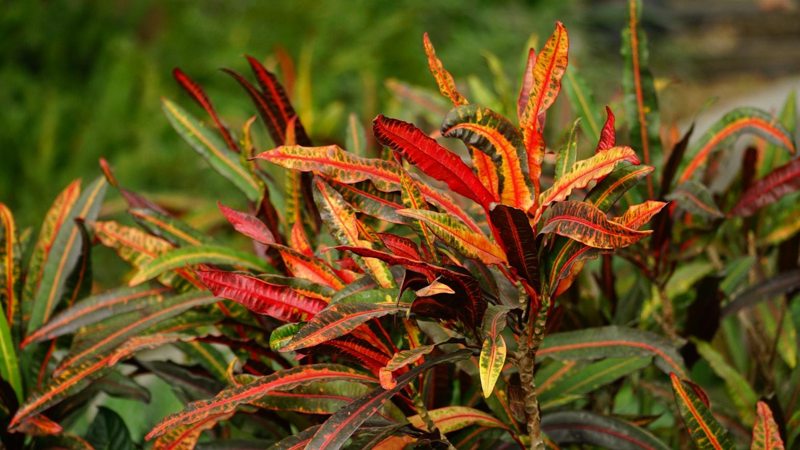 Croton - Codiaeum variegatum