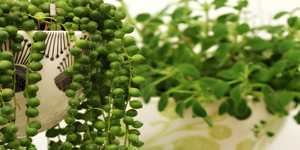 String of Pearls - Senecio rowleyanus