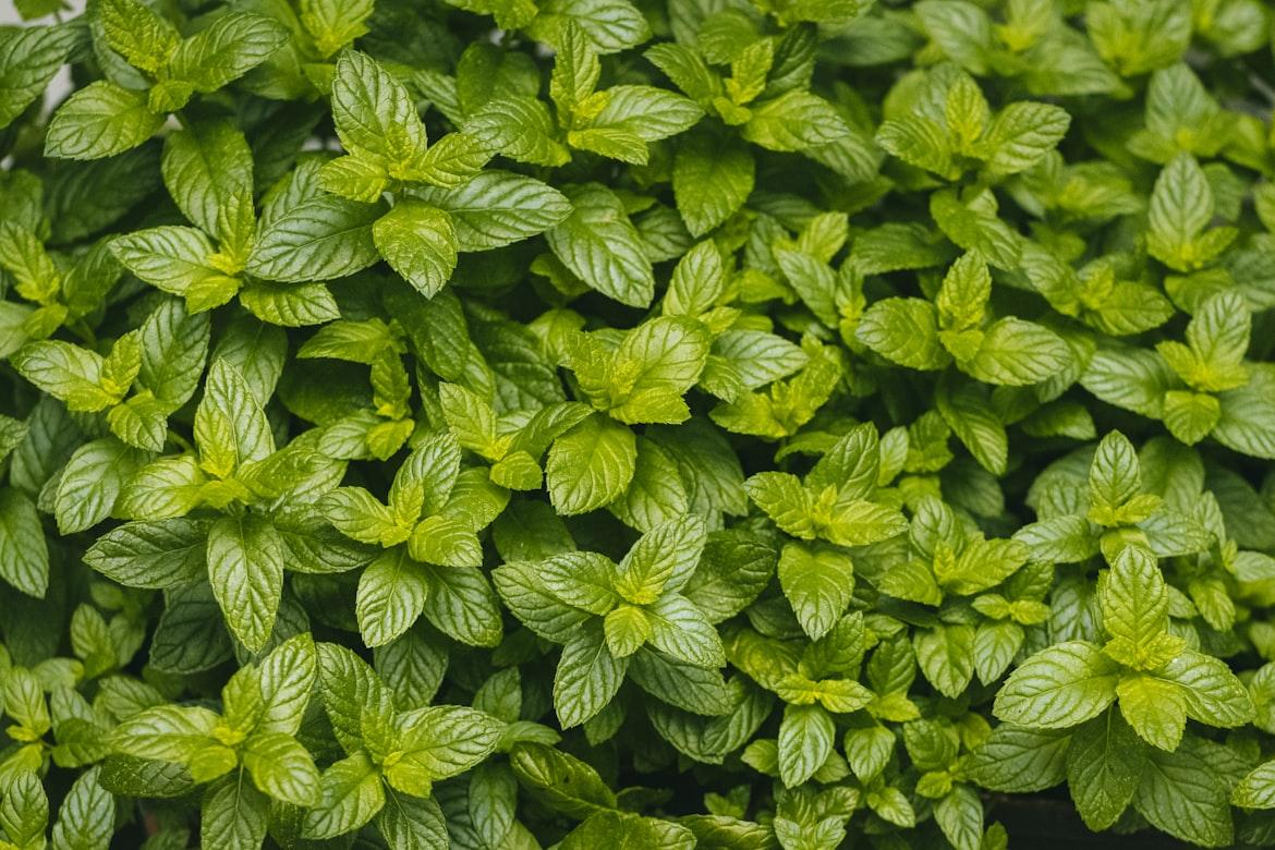 mint - Mentha L.