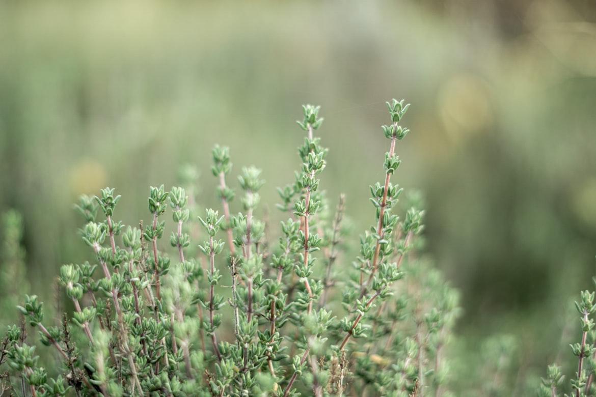 thyme - Thymus vulgaris