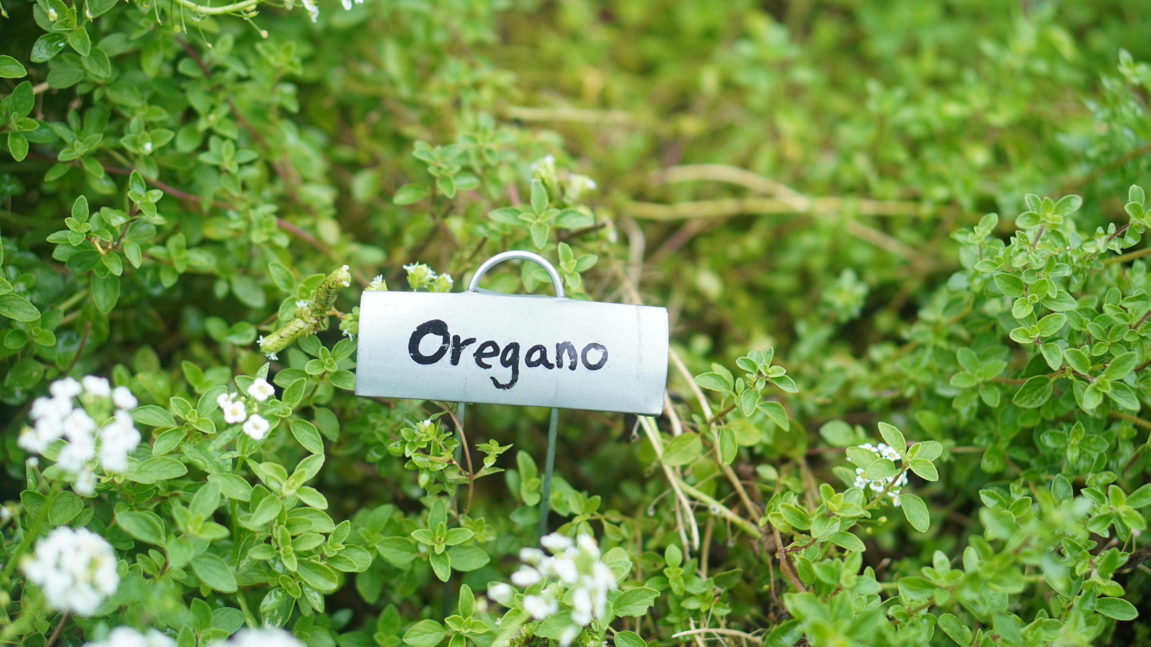 oregano - Origanum vulgare