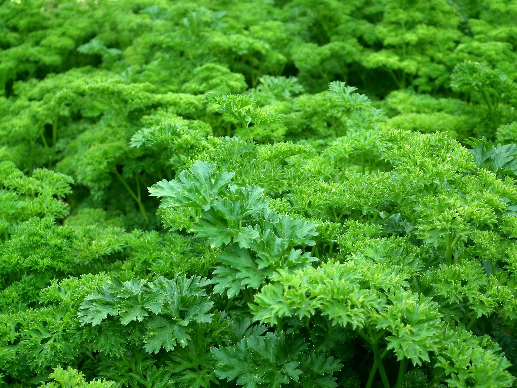 Parsley - Petroselinum crispum