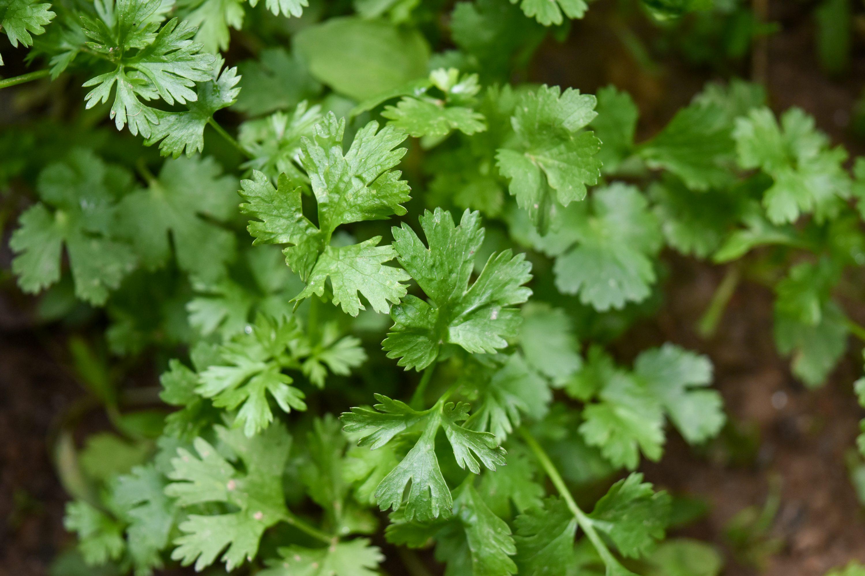 cilantro - Coriandrum sativum