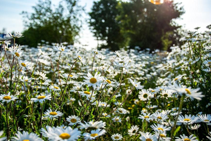 chamomile - Matricaria recutita (German Chamomile) / Anthemis nobilis (Roman Chamomile)