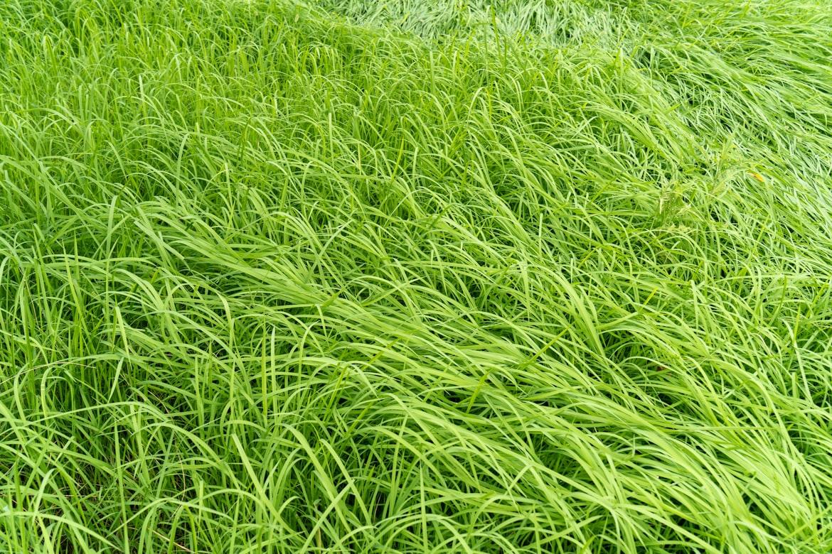 Lemongrass - Cymbopogon citratus