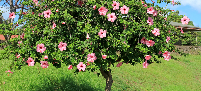 hibiscus - Hibiscus rosa-sinensis