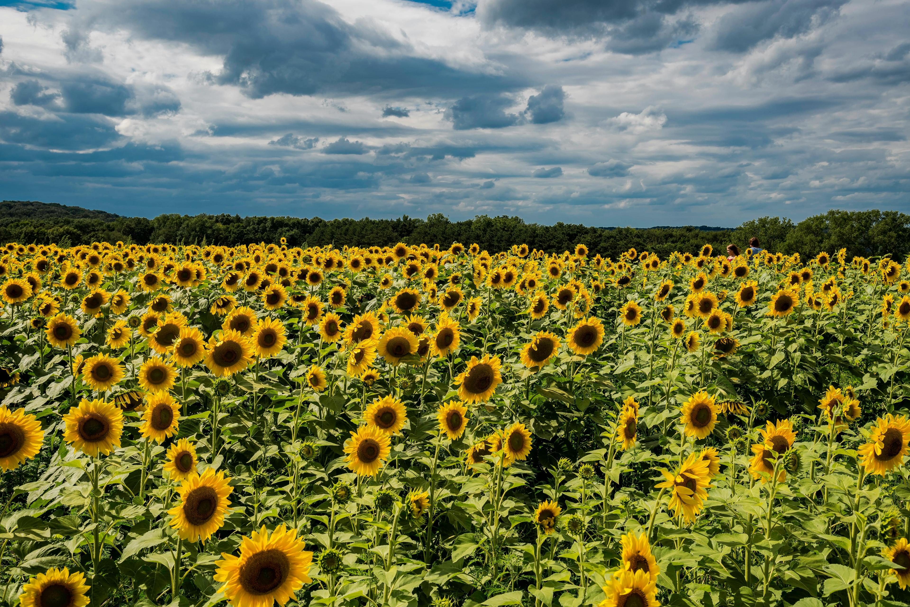 Sunflower - Helianthus annuus