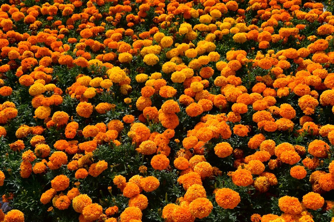 Marigold - Tagetes spp.