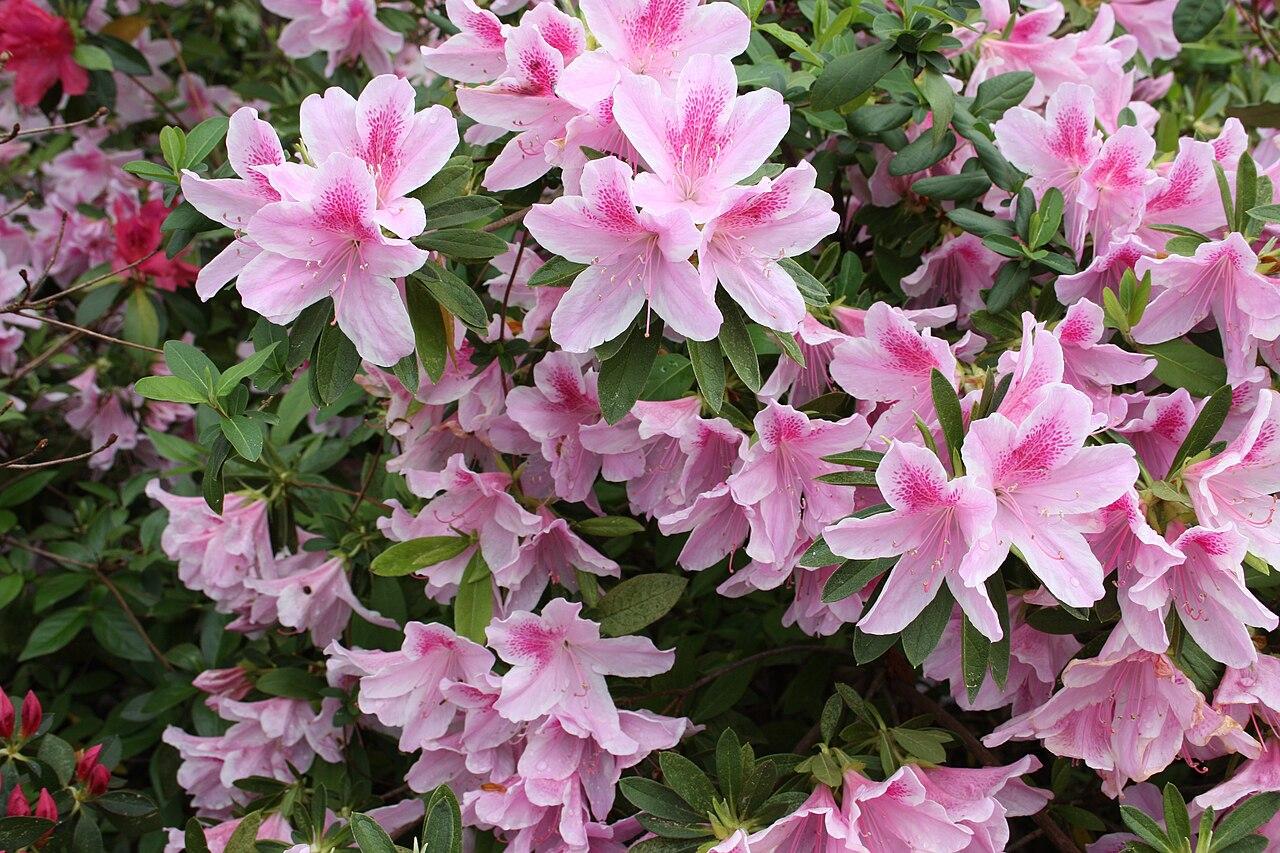 azalea