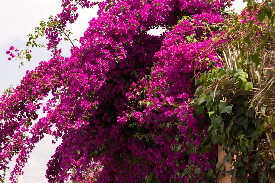 bougainvillea - Bougainvillea spp.