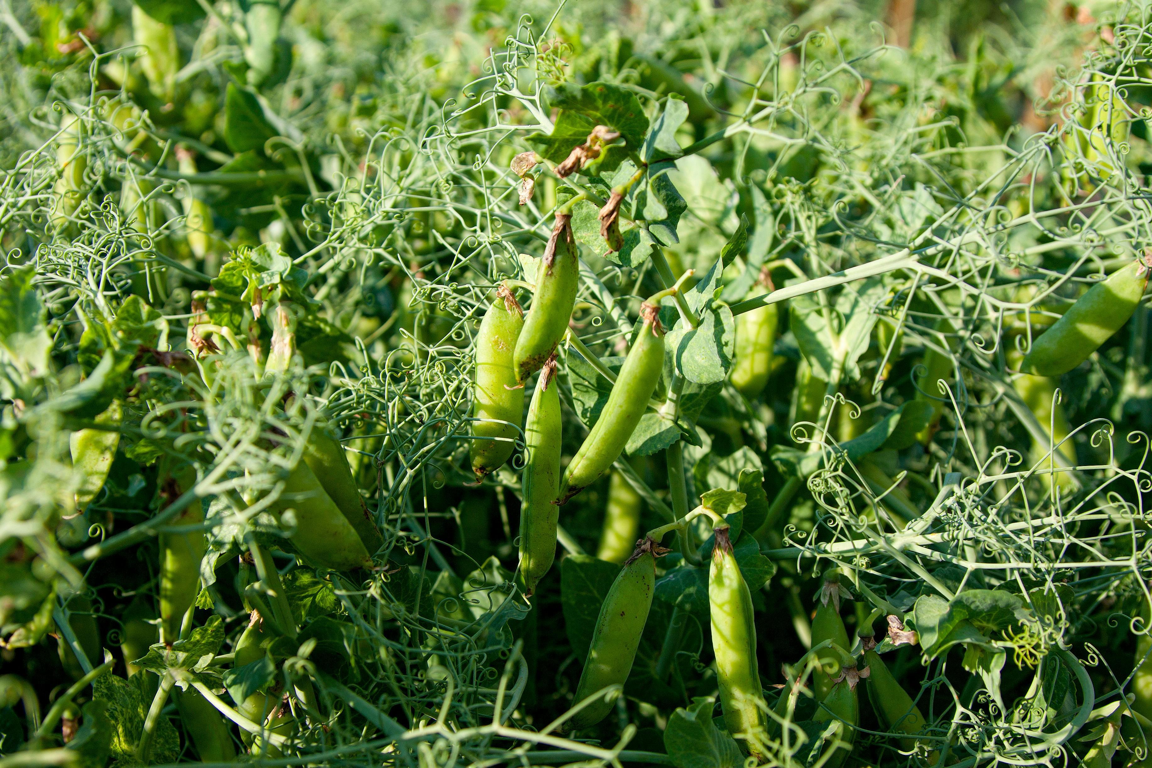 Pea - Pisum sativum