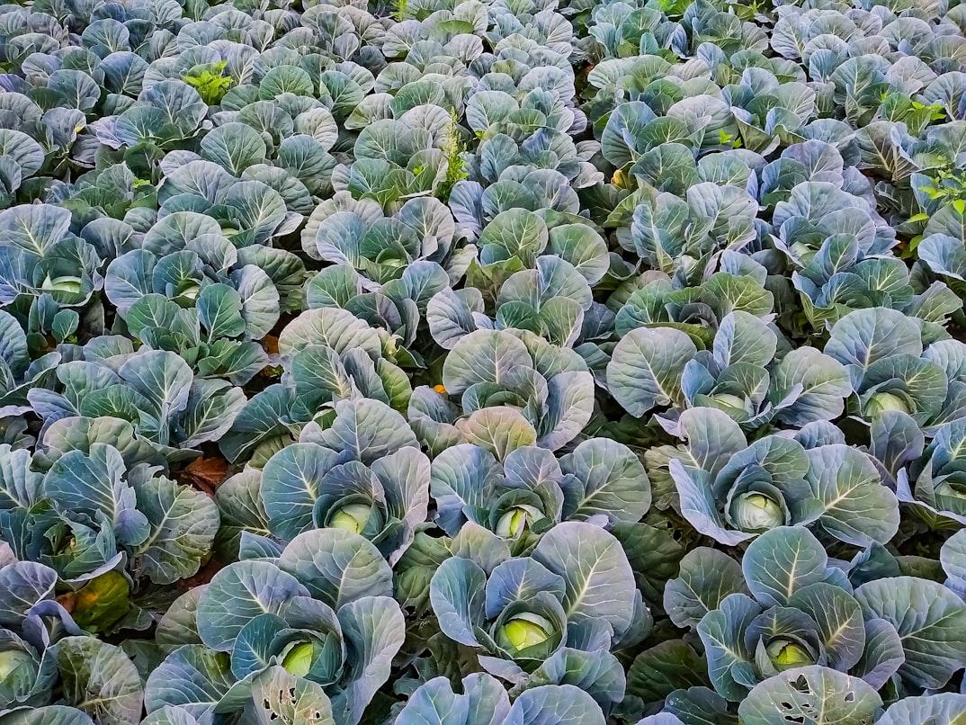 Cabbage - Brassica oleracea var. capitata